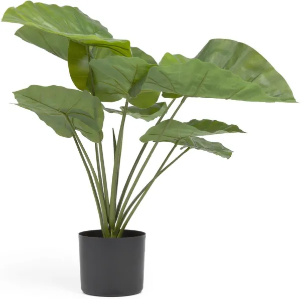 Alocasia, Kunstig plante, svart, H57x63x63 cm